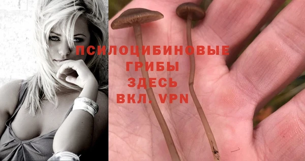 PSILOCYBIN Богородицк